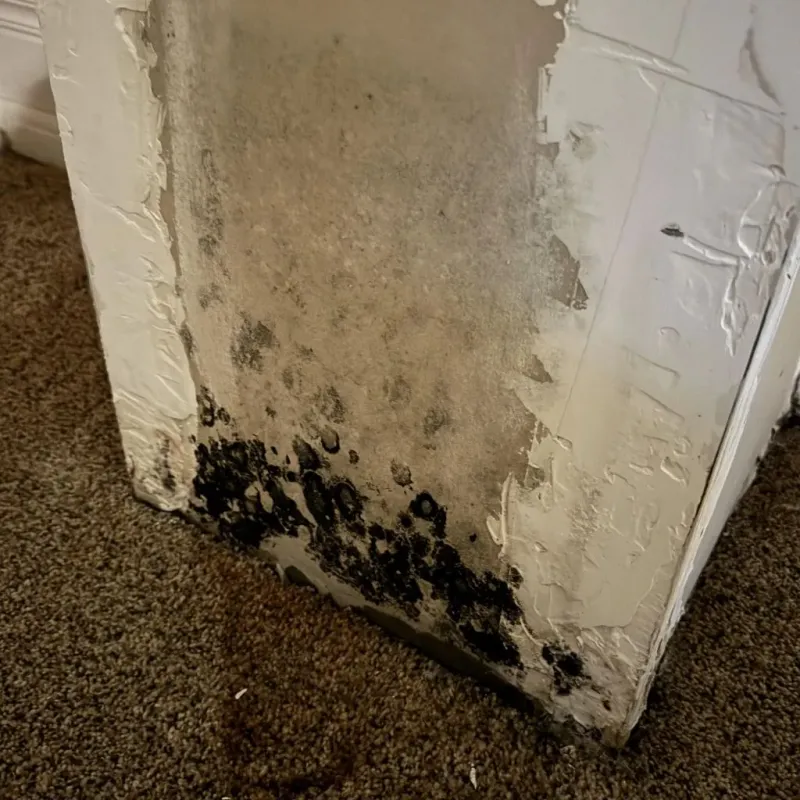 Professional Mold Removal in Dover, TN